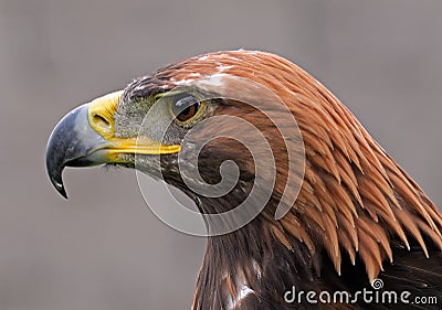 Portrait of Hawk Stock Photo