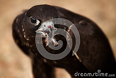 Portrait of hawk bird Stock Photo