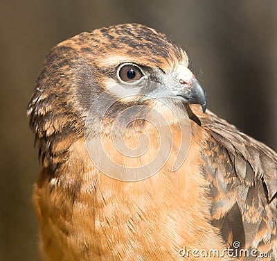 Portrait hawk on nature Stock Photo