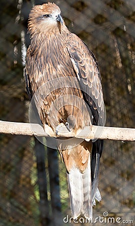 Portrait hawk on nature Stock Photo