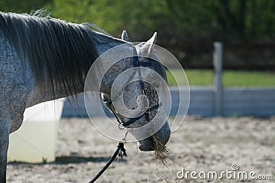 Portrait of the head of an Arab horse gray in buckwheat at endurance competitions. Stock Photo