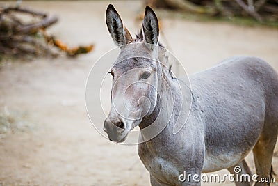 Portrait, head close-up of a wild gray donkey with white stripes eats at the zoo Stock Photo