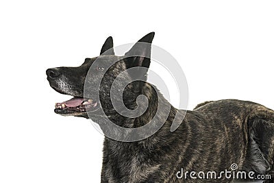 Portrait of the head of a Dutch Shepherd dog, brindle coloring, isolated on white background Stock Photo