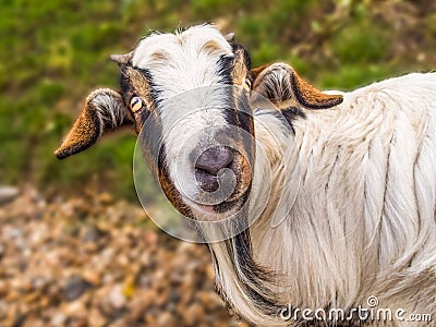 Portrait of the head of a goat Stock Photo