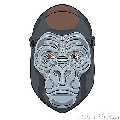 Portrait of a head of a gorilla, primate. Vector Illustration