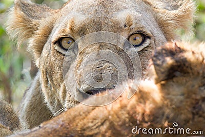 Portrait of the head of a Kruger Park lioness eating at a kill Stock Photo