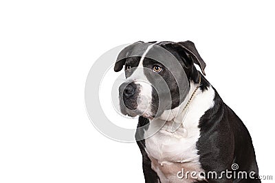 Portrait of the head of a purebred American Bully or Bulldog female with black and white fur isolated on a white background Stock Photo