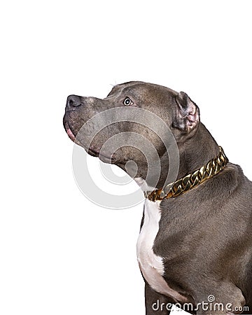 Portrait of the head of a purebred American Bully or Bulldog female with cropped ears isolated on a white background Stock Photo