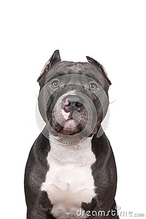 Portrait of the head of a purebred American Bully or Bulldog male with cropped ears isolated on a white background Stock Photo