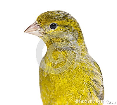 Portrait head shot of a pied canary, isolated on white Stock Photo