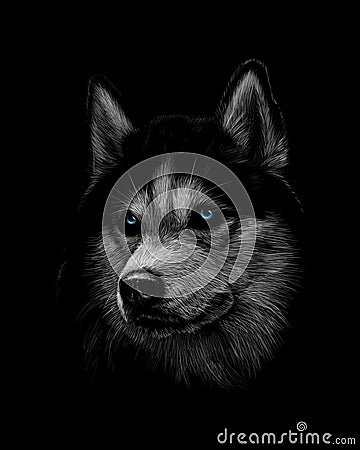 Portrait of the head of the Siberian Husky with blue eyes Vector Illustration