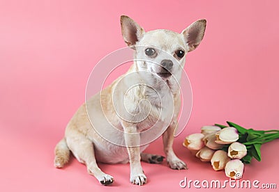 Healthy brown short hair chihuahua dog, sitting on pink background with tulip flowers, looking at camera, isolated Stock Photo