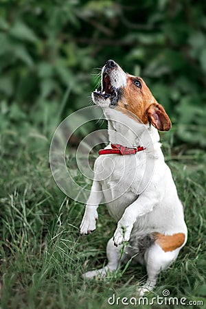 Portrait of heatedly barking small white and red dog jack russel terrier standing on its hind paws and looking up outside on green Stock Photo