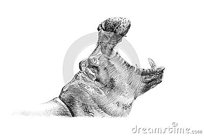 Portrait of hippo drawn by hand in pencil Stock Photo