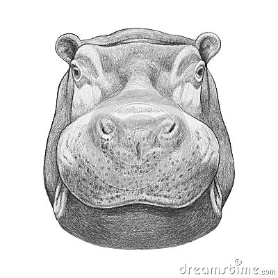 Portrait of Hippo. Cartoon Illustration