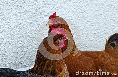 Portrait of a home chicken Stock Photo