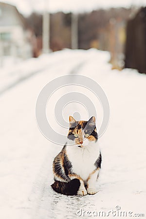 Portrait of homeless cat looking at camera Stock Photo