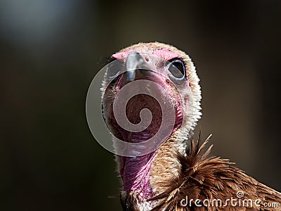 Portrait of Hooded Vulture Necrosyrtes monachus Stock Photo