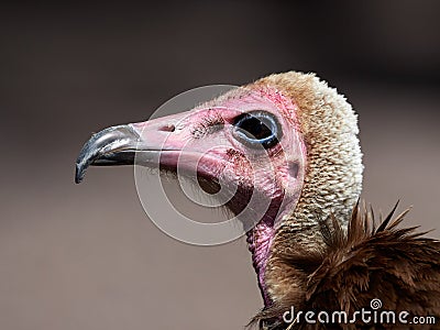 Portrait of Hooded Vulture Necrosyrtes monachus Stock Photo