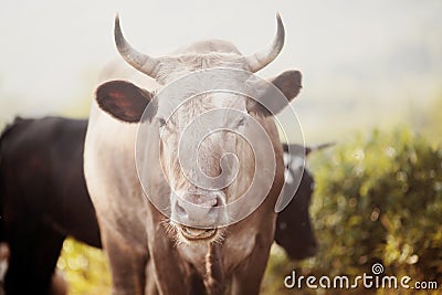 Portrait of a beige bull Stock Photo