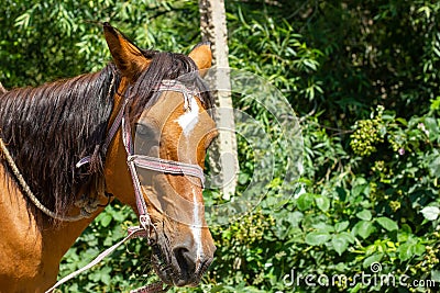 Portrait of a horse, portrait of a brown horse in the forest Stock Photo