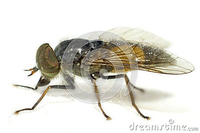 Portrait of a Horse-fly Stock Photo