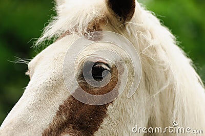 Portrait of a horse lose up Stock Photo