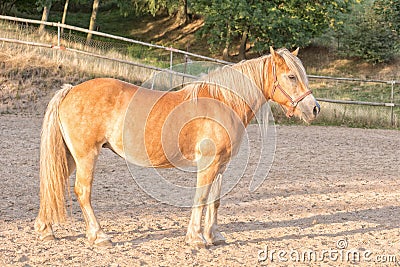 Portrait of horse in paddock Stock Photo