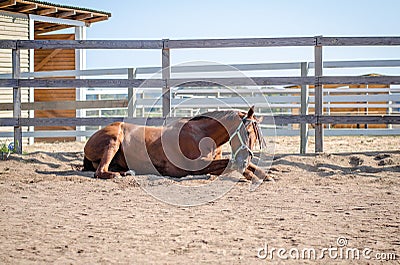 Portrait of horse scratching itself on ground in paddock Stock Photo
