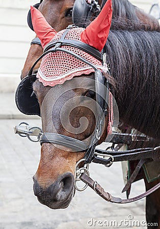 Portrait of a horse in traditional Vienna carriage harness Stock Photo