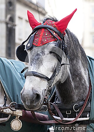 Portrait of a horse in traditional Vienna carriage harness Stock Photo