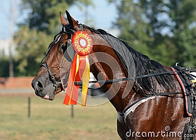 Portrait of a horse trotter breed on awarding of a horseracing Stock Photo