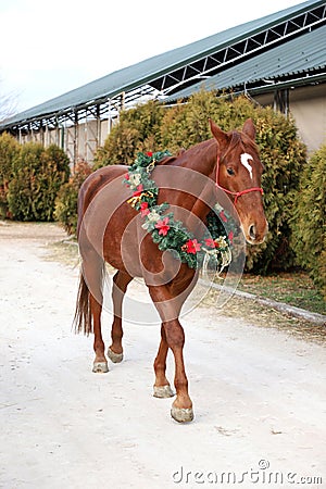 Portrait of a horse wearing beautiful Christmas garland decorations Stock Photo