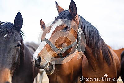 Portrait of horses Stock Photo