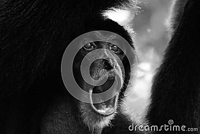 Portrait howling monkey Stock Photo