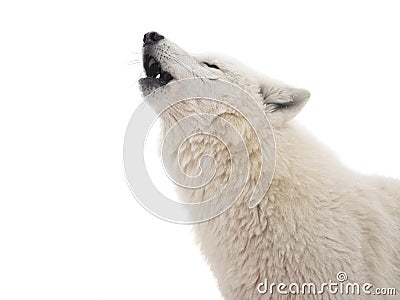 Portrait of a howling polar wolf isolated on white Stock Photo