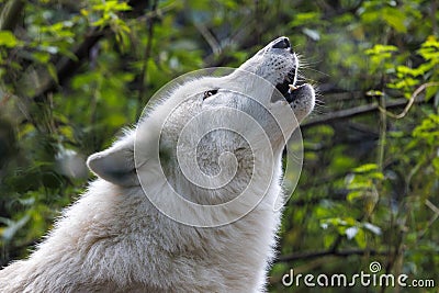 Portrait of a howling white wolf Stock Photo