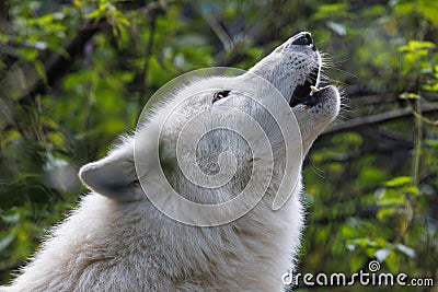 portrait of a howling white wolf Stock Photo