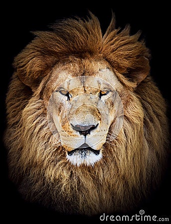 Portrait of huge beautiful male African lion against black background Stock Photo