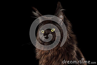 Huge Maine Coon Cat Isolated on Black Background Stock Photo