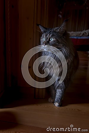 Portrait of a huge Maine Coon cat on dark background, Room at dusk. Stock Photo