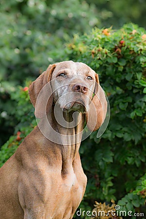 Portrait of a hungarian hound Stock Photo