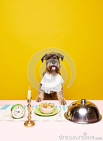 Portrait of hungry aristocratic schnauzer, breed dog sitting on table with different delicious meals and decorated Stock Photo