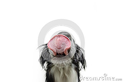 Portrait hungry close-up puppy dog licking its lips with tongue. Isolated on white background Stock Photo