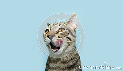 Portrait hungry little cat licking its lips with tongue. Isolated on blue pastel background, on summer or spring season Stock Photo