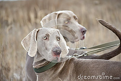 Portrait of a hunting dog. Weimaraner. Weimar Pointer. Dogs in the field before hunting Stock Photo