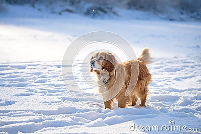 portrait Hunting dog in winter forest. Dog on a winter hunt. A hunting dog in a snowy park in cold weather Stock Photo