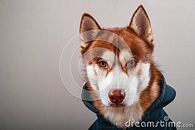 Portrait husky dog in black hoodie on Isolated gray background. Red siberian husky in sweatshirt looks at camera front view. Stock Photo