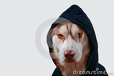 Portrait husky dog in black hoodie on Isolated white background. Brown siberian husky in sweatshirt looks at camera front view. Stock Photo