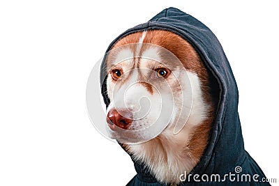 Portrait husky dog in black hoodie on Isolated white background. Red siberian husky in sweatshirt looks at camera, side view. Stock Photo